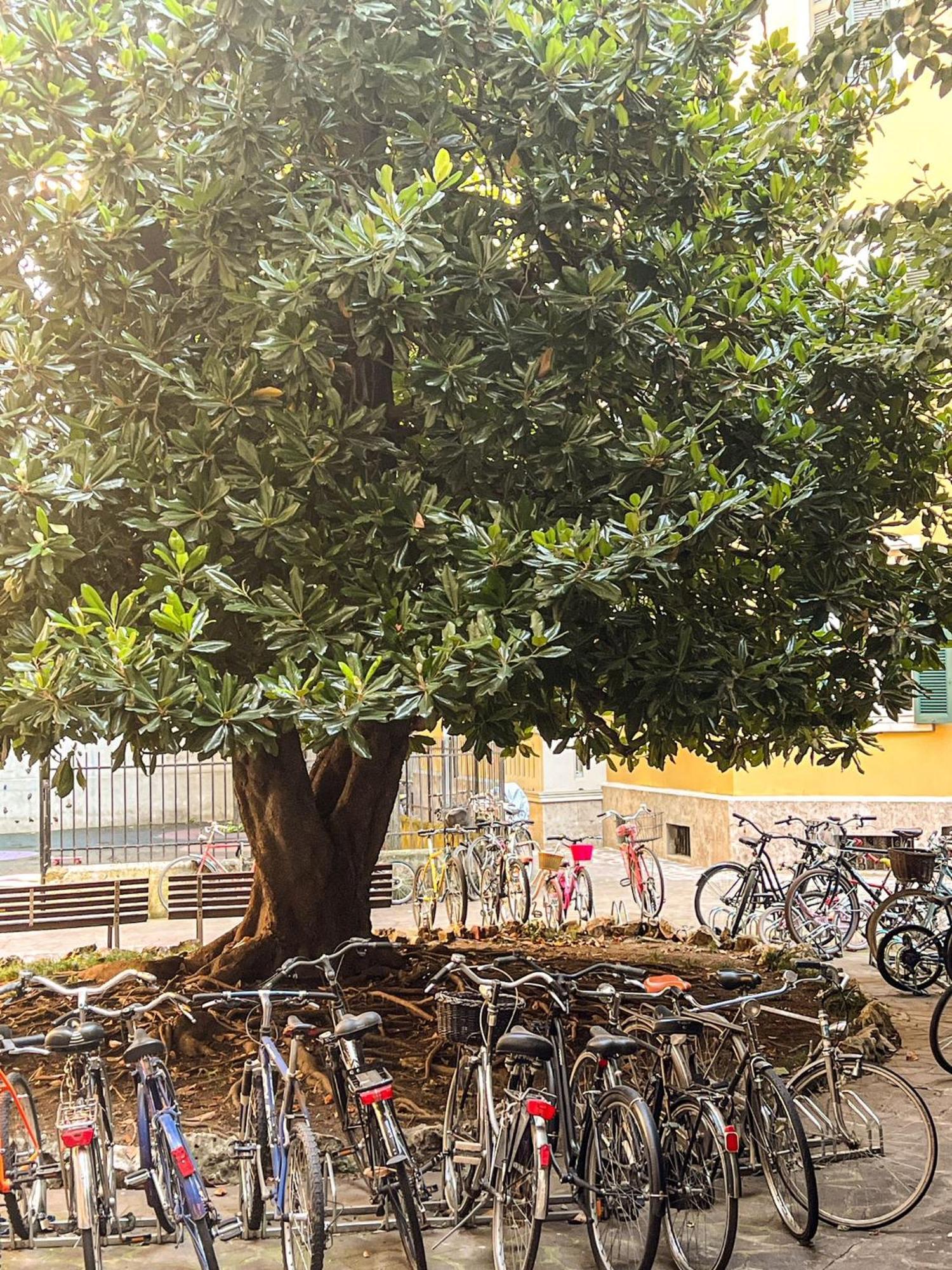 Divini Gae Aulenti — Foto 1